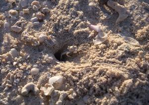 姫路駅から徒歩5分のビジネスホテル|東横INN姫路駅新幹線北口の魅力と詳細情報